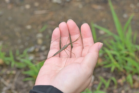 手のひらに乗せられたミズカマキリ