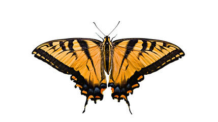 Yellow and black striped butterfly with orange accents © Elowen