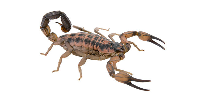 Scorpion with segmented tail raised and claws extended