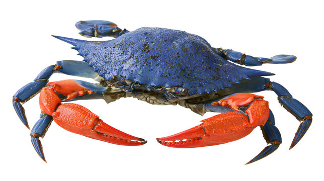 Blue crab with bright orange claws on white