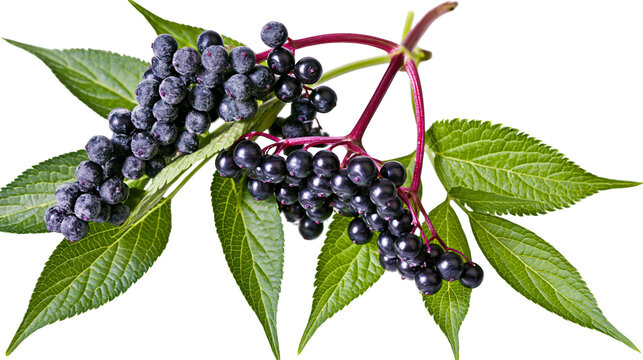 Dark purple elderberries on red stems with green leaves