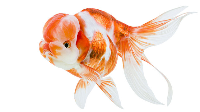 Oranda goldfish with large head growth and flowing fins