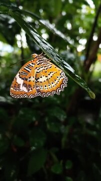 Slow-motion close-up footage captures raindrops falling onto a leaf where a Lacewing Butterfly (Cethosia penthesilea) is perched for shelter in the backyard garden.