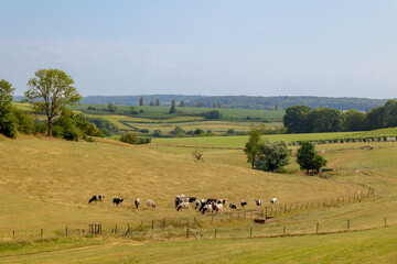 Obraz premium Summer countryside landscape, A flock of black and white Dutch cows nibbling green grass on the hillside, Eys is a village in the municipality of Gulpen-Wittem and region in Zuid-Limburg, Netherlands