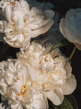 Close-up of white peony blossoms in warm sunlight, summer garden flowers.