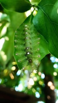 Close-up footage of a Green Baron butterfly caterpillar crawling on a mistletoe leaf in a backyard garden. Scientifically named Euthalia adonia, belongs to Nymphalidae family, Limenitidinae subfamily.