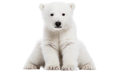Young polar bear cub sitting on white © Andrei