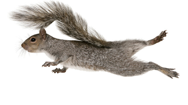 Gray squirrel mid-air jump with bushy tail