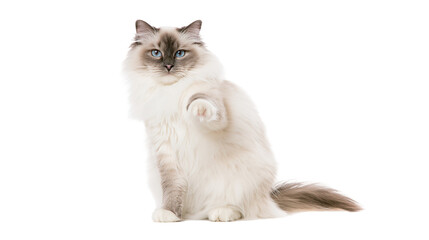 Fluffy Ragdoll cat with blue eyes sitting and raising paw © Andrei