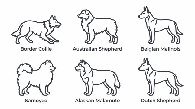Set of line art dog breeds collection.