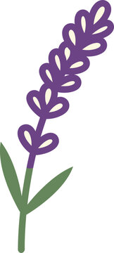 Cute Lavender Flower Vector Illustration