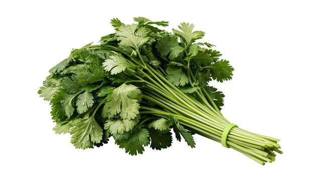Fresh bunch of cilantro herb with water droplets