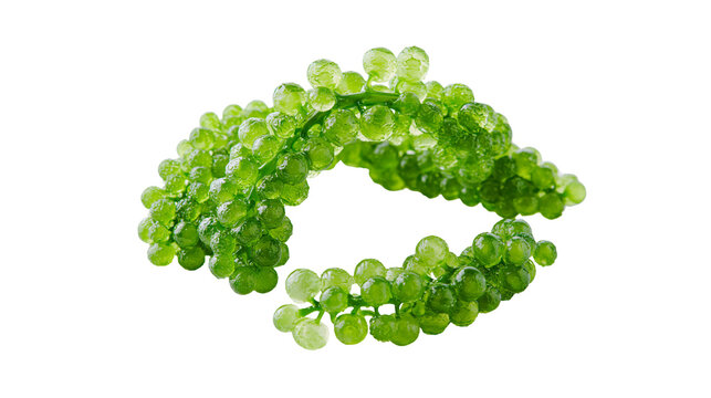 Green sea grapes cluster with small round berries