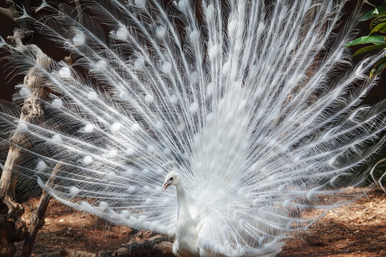 White peacock with feathers out