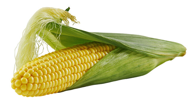 Fresh yellow corn cob with green husks and silk