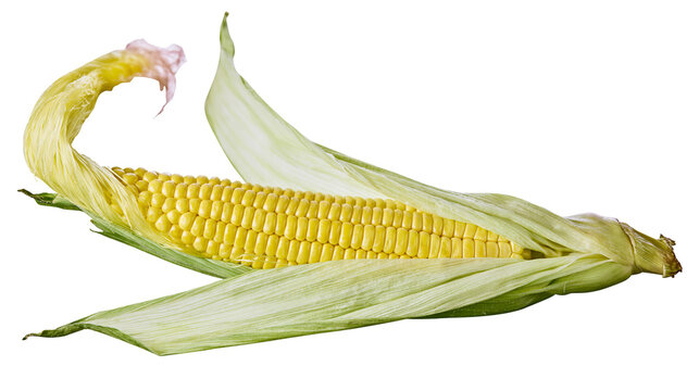 Fresh yellow corn cob with green husks and silk