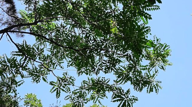 Summer Nature Background with Bokeh Green Tree Branches Swaying against Clear Blue Sky