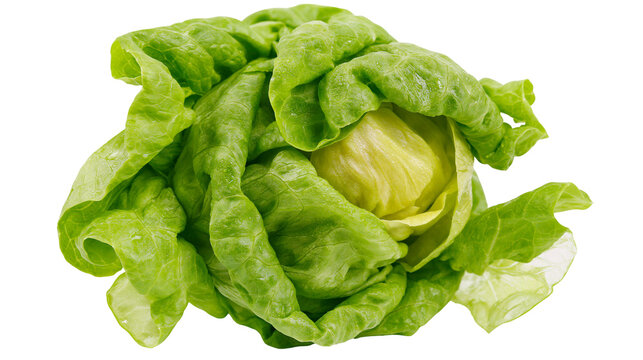 Fresh green butter lettuce head with yellow core
