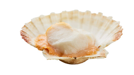 Fresh raw scallop in shell with orange roe © Andrei