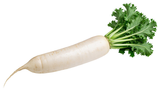 White daikon radish with green leafy tops