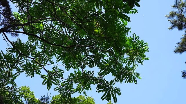 Summer Nature Background with Green Tree Branches Swaying against Clear Blue Sky