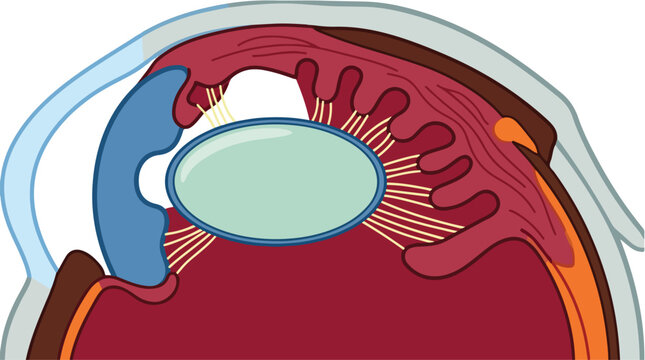 Human eye anatomy cross section vector, medical illustration of the iris and lens structure, anatomical diagram of ocular physiology for education