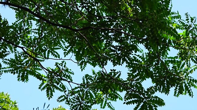 Summer Nature Background with Green Tree Branches Swaying against Clear Blue Sky