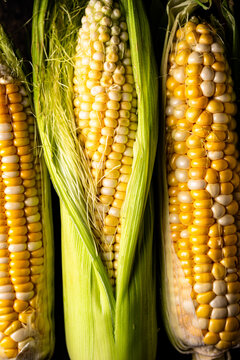 Raw uncooked fresh corn. Healthy food