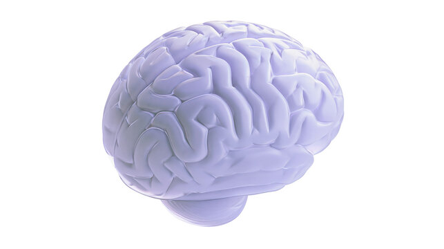 Human brain with visible gyri and sulci, light purple hue