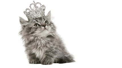 Fluffy grey kitten wearing a sparkly tiara © Andrei