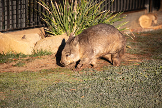 Wombat Grazing Sunlit Enclosure Near Fence