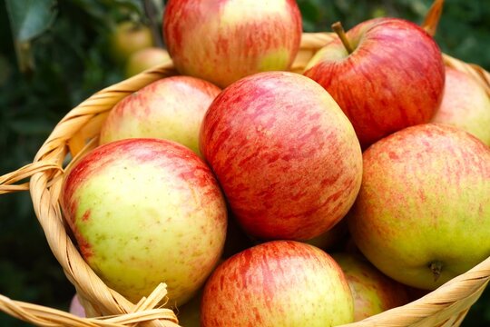  Basket filled with ripe red apples freshly harvested. Apples show a variety of red and green hues, highlighting their freshness and appeal. Ideal for autumn harvest themes