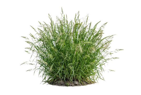 Lush wild grass clump with tall green blades and flowering seed heads isolated cutout for architectural landscape rendering and nature visualization.