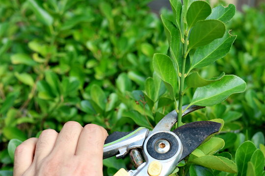 Gardener hand pruning hedge branches with secateurs in sunny garden close up