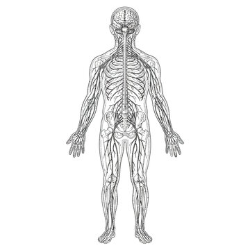 Human Nervous System Detailed Diagram.