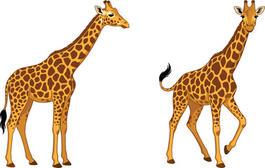 Obraz premium Realistic African giraffe vector illustration set, wild safari animal character collection for graphic design projects