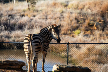 Obraz premium Zebra Standing Near Fenced Enclosure Outdoors