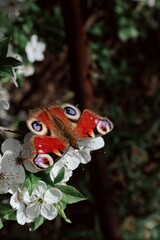 A high-angle close-up shot of a vibrant European peacock butterfly (Aglais io) with fully open colorful wings resting on a branch of blooming white cherry blossoms in a garden. © Renata
