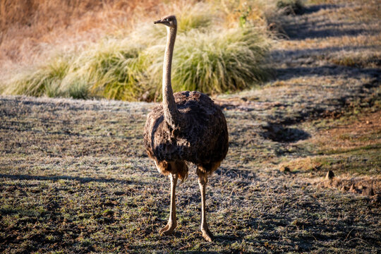 Ostrich Standing Grassland Sunlight Wildlife Photography