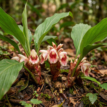 Exotic wild ginger flower in forest. Rare tropical plant blooming in natural jungle habitat.