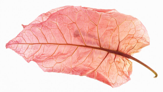 Single dried pink leaf with visible veins and stem on white background