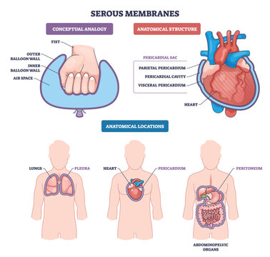 Serous membranes diagram shows heart, lungs, and abdomen with parietal and visceral layers around organs, explaining fluid-filled cavities for protection and movement. Outline diagram
