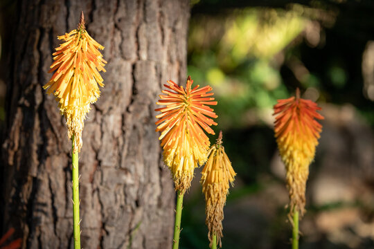 Vibrant Torch Lilies Against Tree Bark Background