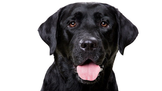 Black Labrador Retriever dog portrait panting with tongue out