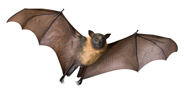 Flying fox bat with spread wings, close-up studio shot