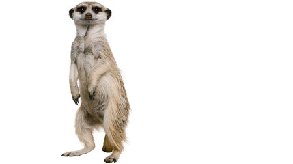 Meerkat standing upright on hind legs, alert posture © Maria