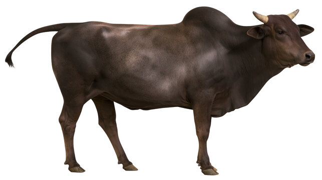 Dark brown zebu bull with horns and tail