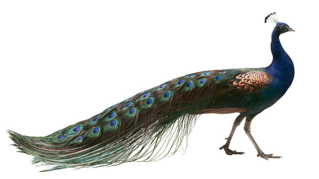 Peacock bird with iridescent blue and green feathers and eye spots