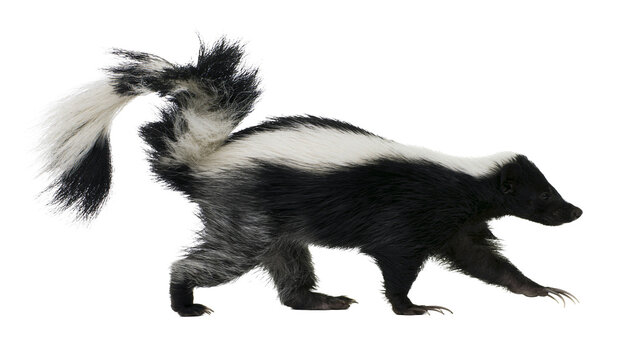 Black and white striped skunk walking with bushy tail raised