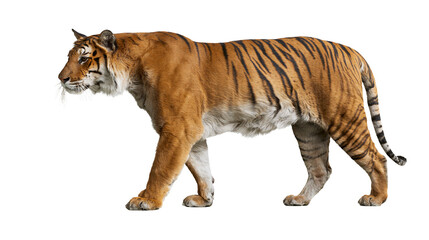 Obraz premium Tiger walking profile view orange black stripes fur
